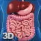 My Digestive System Anatomy